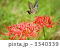 彼岸花とアゲハチョウ