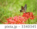 彼岸花とアゲハチョウ