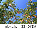 津軽のりんご