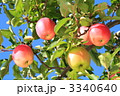 津軽のりんご