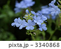 ルリマツリ