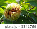 いがぐり　栗