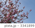 八重桜