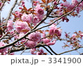 八重桜
