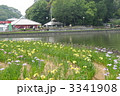 香川県亀鶴公園の花菖蒲