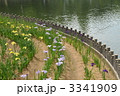 香川県亀鶴公園の花菖蒲