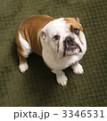 3346531
