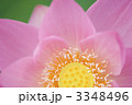 ハスの花