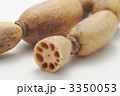 蓮根
