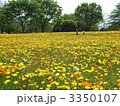 昭和記念公園のポピー畑