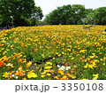 昭和記念公園のポピー畑