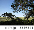 3356341