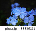 プルンバゴ