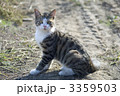 ねこ