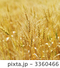 3360466