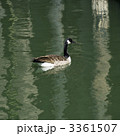 3361507