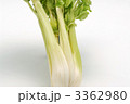 セロリ