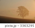 美瑛の哲学の木