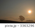 朝日と哲学の木