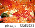 モミジの紅葉　公園にて