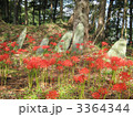 彼岸花の群生と石碑