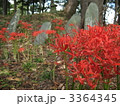 彼岸花の群生と石碑