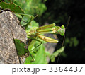 オオカマキリの成虫