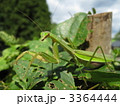 オオカマキリの成虫