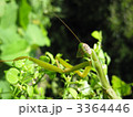 オオカマキリの成虫