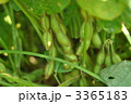 黒豆の枝豆