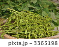 黒豆の枝豆