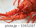 茹でた伊勢海老