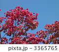 紅葉（エゾオオモミジ）