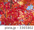 紅葉（エゾオオモミジ）