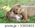 遊ぶ雑種の子犬