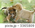 遊ぶ雑種の子犬