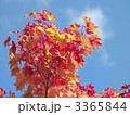 紅葉（エゾオオモミジ）