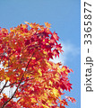 紅葉（エゾオオモミジ）