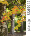 紅葉（エゾオオモミジ）