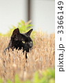低木の間から顔を出す野良猫