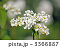 そばの花