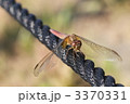 アキアカネ