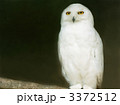ふくろう