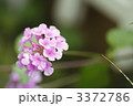 3372786