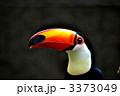 オニオオハシ