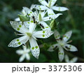 アケボノソウの花