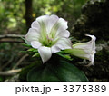 3375389
