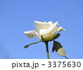 薔薇のジョン・Ｆ・ケネディと青空