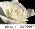 薔薇のホワイト・マスターピース