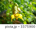 キバナヨウラクの花